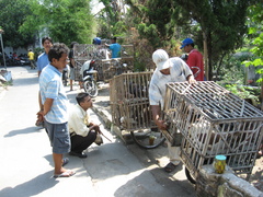 bird sellers near Pasar Ngasem